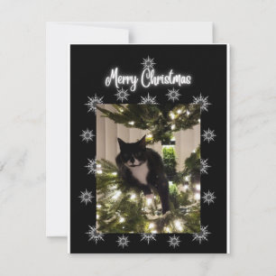 Merry Christmas. tuxie cat on Christmas tree.  Card