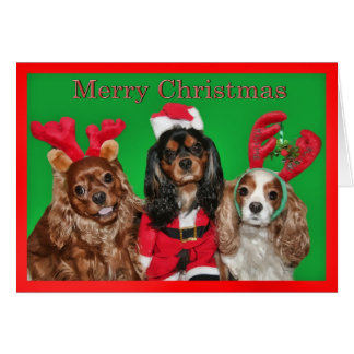 Cavalier King Charles Spaniel Gifts - Cavalier King Charles Spaniel ...