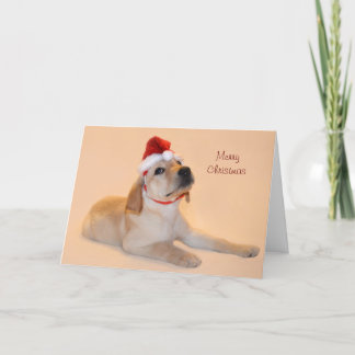 Merry Christmas - Yellow Lab Holiday Card