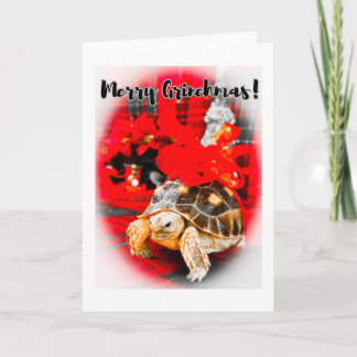 Merry Grinchmas baby sulcata tortoise with red bow Card
