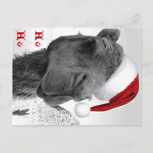 Merry Humpin' Christmas Camel Claus Holiday Postcard (Front)
