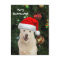 Merry Postcrossing From Crystal the Husky Dog