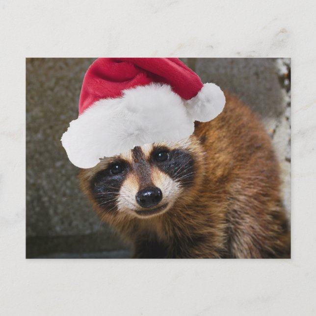 Merry Raccoon Christmas Holiday Postcard (Front)