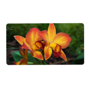 Merveilleuse Orchidée Rhyncattleanthe Jaune Orange