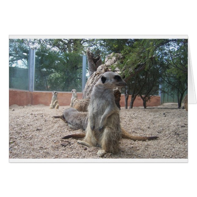 Merveilleux Meerkats (Devant horizontal)
