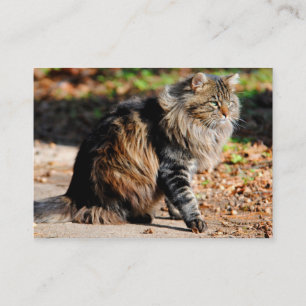 Mes cartes de visite de chat de ragondin du Maine