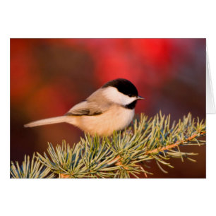 Mésange de Caroline dans le Cèdre de l'Atlas bleu