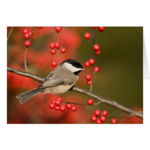 Mésange de Caroline sur un buisson de Winterberry