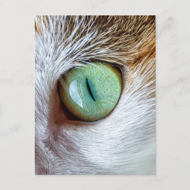 Mesmerizing Beautiful Green Cat's Eye Postcard (Front)