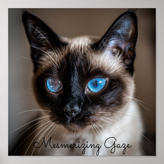 Mesmerizing Gaze: Siamese Cat Poster (Front)