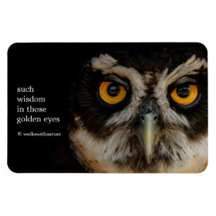 Mesmerizing Golden Eyes of a Spectacled Owl Magnet