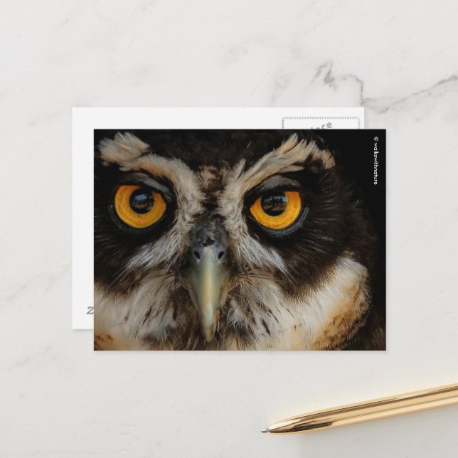 Mesmerizing Golden Eyes of a Spectacled Owl Postcard (Front/Back In Situ)