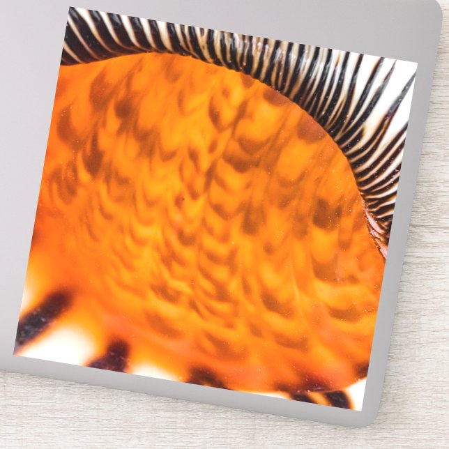 Mesmerizing seashell (Detail)