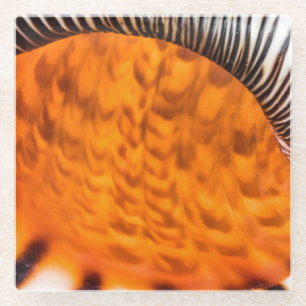 Mesmerizing seashell glass coaster