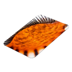 Mesmerizing seashell magnet