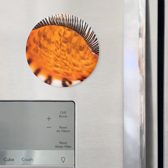 Mesmerizing seashell magnet (In Situ (Fridge))