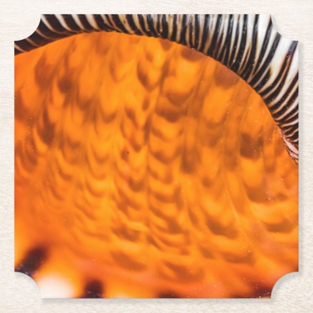 Mesmerizing seashell paper coaster (Front)