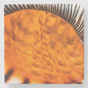 Mesmerizing seashell stone coaster