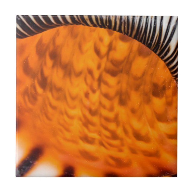 Mesmerizing seashell tile (Front)