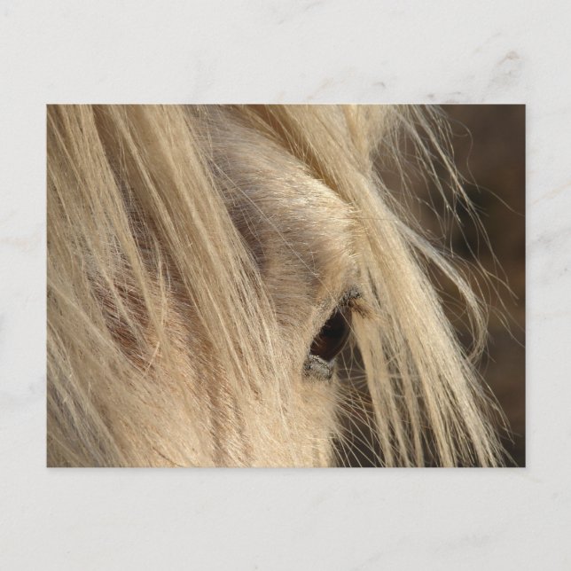 Messy Mane Day Postcard (Front)