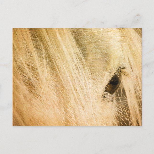 Messy Mane Postcard (Front)