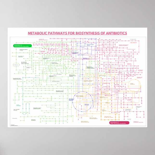 Metabolic pathway for the synthesis of antibiotcis poster (Front)