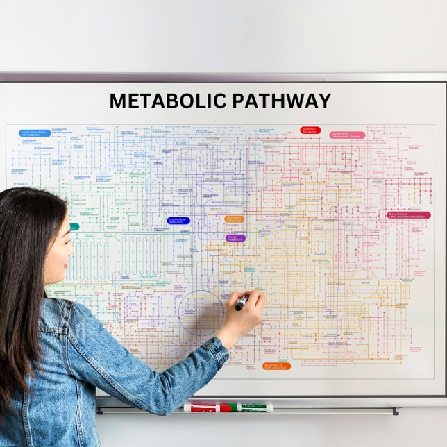 Metabolic pathway of the cell poster (Creator Uploaded)