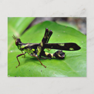 Metallic grasshopper postcard