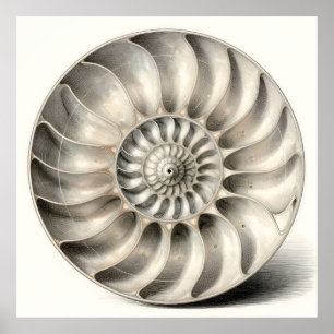 Metallic Nautilus Shell Spiral Geometric Poster