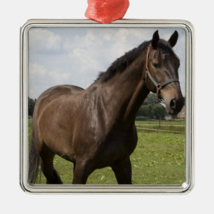 Métallique Ornement de cheval de pur sang