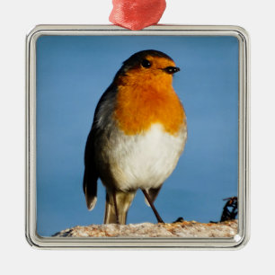 Métallique Robin à poitrine rouge pour ornement Carré Premium
