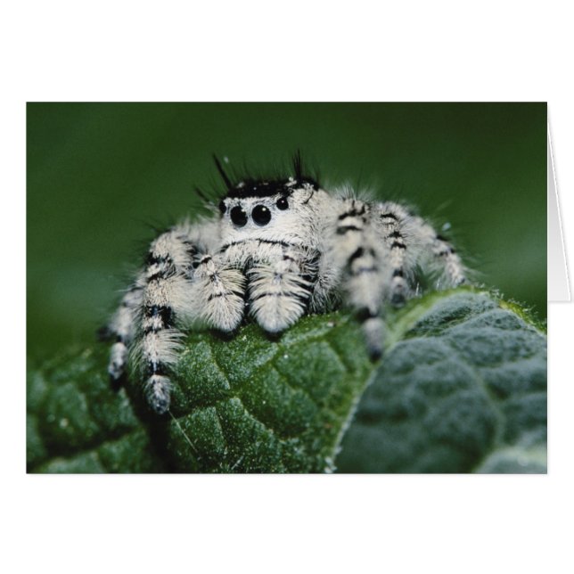 Metaphid Jumping Spider (Front Horizontal)