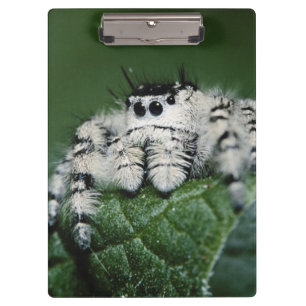 Metaphid Jumping Spider Clipboard