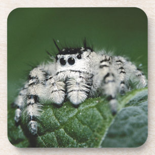 Metaphid Jumping Spider Coaster