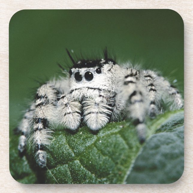 Metaphid Jumping Spider Coaster (Front)