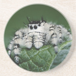 Metaphid Jumping Spider Coaster
