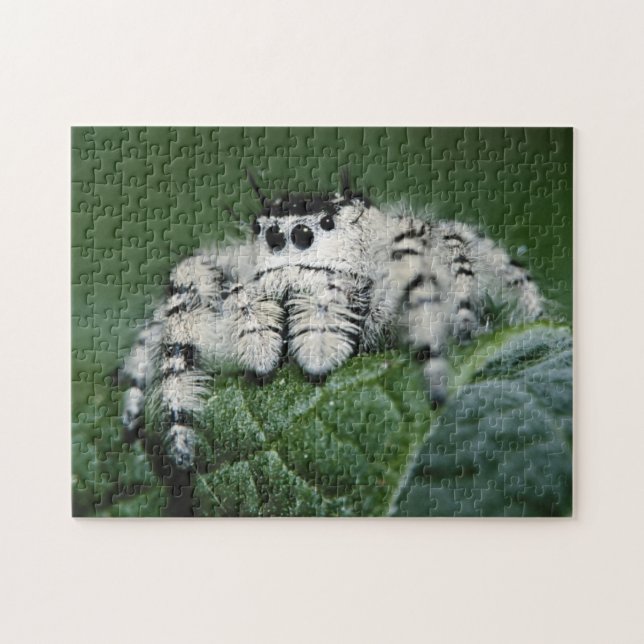 Metaphid Jumping Spider Jigsaw Puzzle (Horizontal)