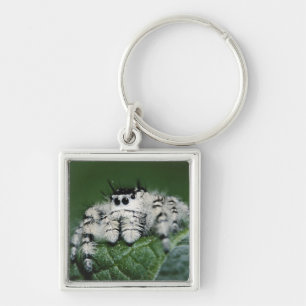 Metaphid Jumping Spider Keychain