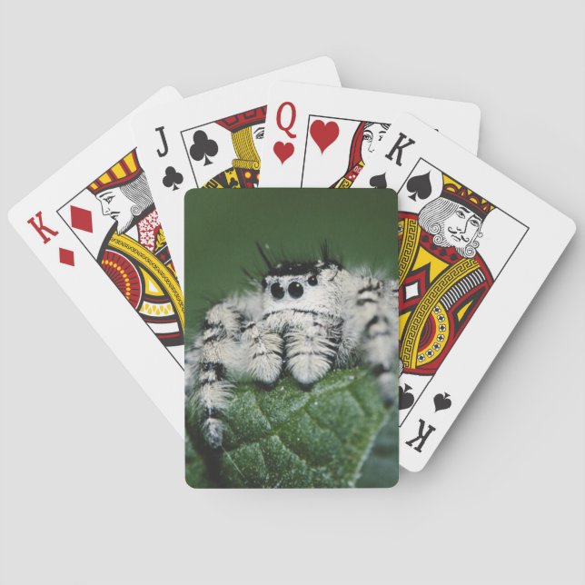 Metaphid Jumping Spider Playing Cards (Back)