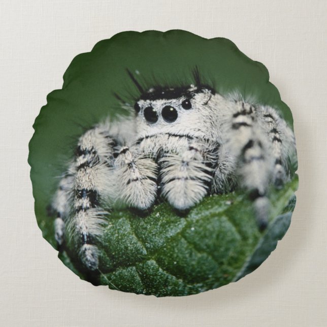 Metaphid Jumping Spider Round Pillow (Front)