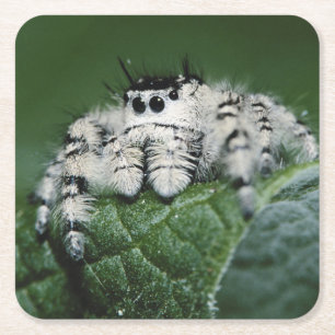 Metaphid Jumping Spider Square Paper Coaster