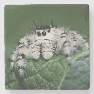 Metaphid Jumping Spider Stone Coaster