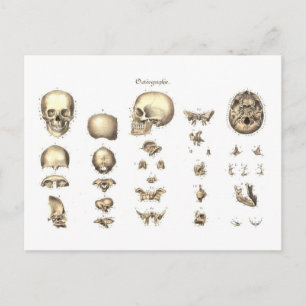 Methodical Anatomy of the Skull Postcard