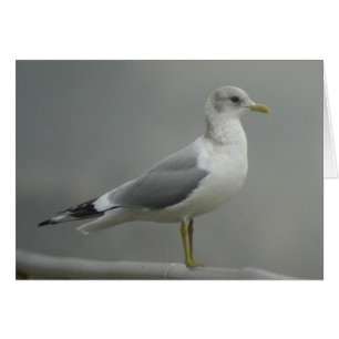 Mew Gull Card