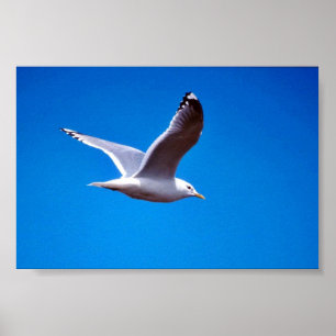 Mew Gull in Flight Poster