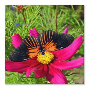 Mexican aster flower with a Doris Longwing Wallpaper
