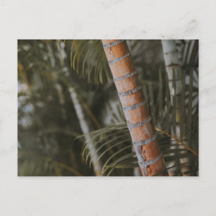 Mexican Bamboo Postcard