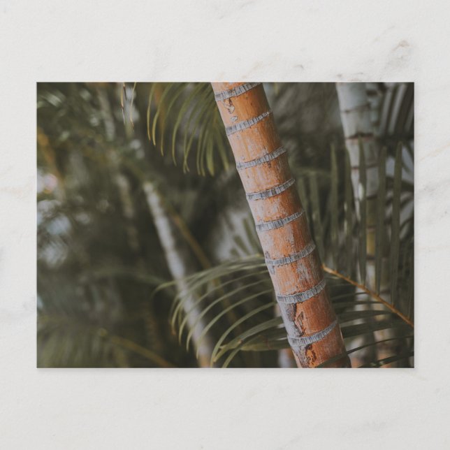 Mexican Bamboo Postcard (Front)