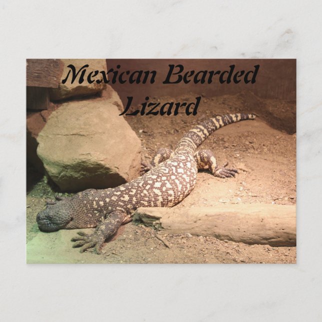 Mexican Bearded Lizard Postcard (Front)