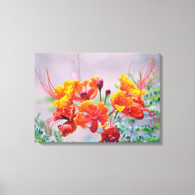 Mexican Bird of Paradise Canvas Print (Front)